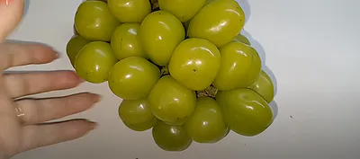Премиум-вкус или развод покупателей: стоит ли брать большой пластиковый виноград, который появился в магазинах