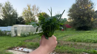 Зелень больше не морожу и не сушу на зиму: делаю из укропа, петрушки и чеснока ароматную приправу - хранится годами