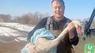 Уставший краснокнижный лебедь рухнул на ферму в Татарстане