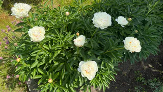 Три самых неприхотливых многолетника для вашего сада: посадил и забыл – сад поразит красотой