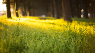 В понедельник в Рязани потеплеет до +27 градусов