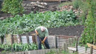 Как использовать опилки в садоводстве: советы опытного садовода