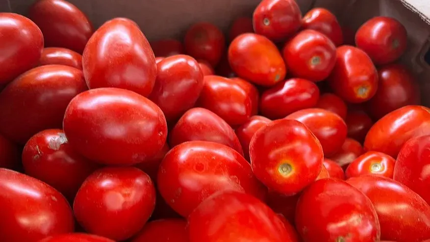 Мечтал о таких томатах и вот наконец-то нашел: пять сортов, которые растут сами по себе – посадил и собирай урожай