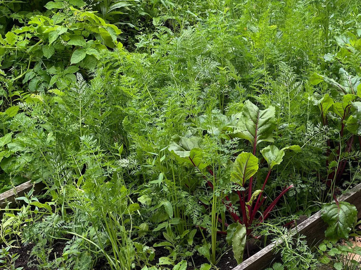 Лунный календарь садовода: как работать на участке с 24 по 31 августа 2025 для максимальной урожайности