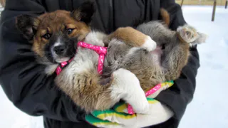 Дай лапку: Дина, Жучка и Моника ищут новый дом