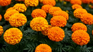 Умоляю, никогда не сажайте бархатцы на своем огороде. 7 причин, о которых не знают даже опытные огородники