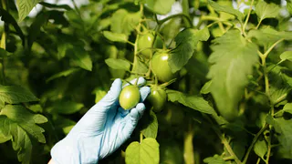 Пшикнула эту аптечную настойку на листья — и фитофтора даже не подошла: помидоры дозрели до последнего