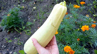 Перестала раздавать кабачки направо и налево, когда узнала этот рецепт - просотй рецепт нежной пасты: готовлю сразу по 5 банок