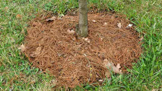 В октябре самое время подкормить деревья в саду