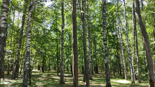 В Коми с 1 августа стартует охота на бурых медведей, кабанов и волков