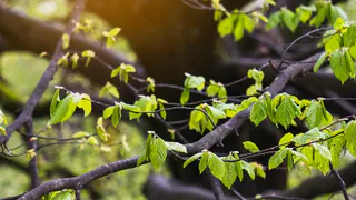 Около 70 саженцев мелколистной липы высадят в Чебоксарах к ноябрю