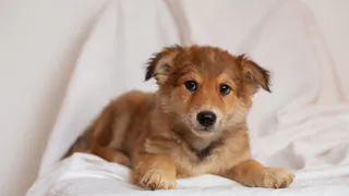 Дай лапку: Пушинка, Сара и Саня ищут друзей