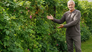 Идеальное ограждение для участка: профлист уходит в далекое прошлое — эстетичный и экологичный способ изолироваться от соседей