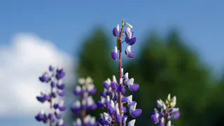Погода в Республике Коми 3 июля: облачность, дожди на севере и потепление на юге