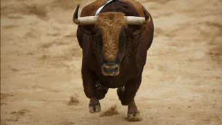 В Татарстане бык забодал грибника, переломав ему ребра и ключицу