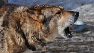 В рязанском лесопарке пройдет выставка бездомных собак