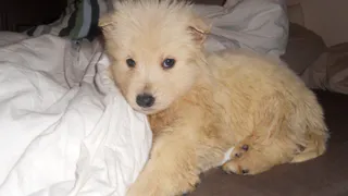 В Рязанской области утвердили порядок регистрации домашних животных 