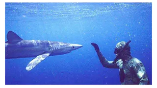 В Интернете стартовала петиция против акульего мяса в меню сети "Суши WOK"