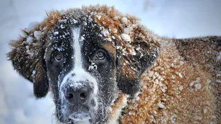 После снегопадов в Москве и Центральной России потеплеет