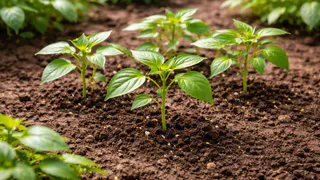 Два ингредиента, которые есть на каждой кухне, заменили все магазинные удобрения для рассады перца – и результат удивил