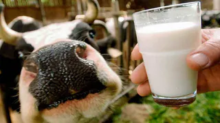 Рязанцы выбрали королеву красоты среди коров