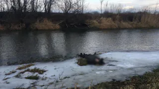 Из реки в Рыбновском районе выловили утопленника