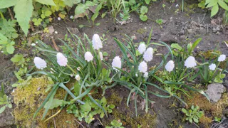 Сорняк с невинным видом заполняет клумбы: как не дать ему выжить и избавиться навсегда