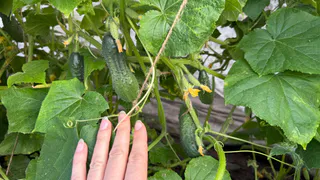 Один полив решает проблему кривых огурцов – агрономы объяснили, чего не хватает растению в период плодоношения