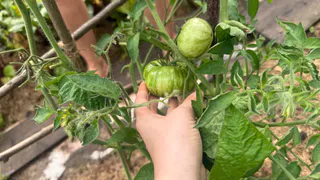 Никчемные сорта томатов — даже не тратьте на них время: мелкие и безвкусные, урожай разочаровывает