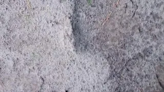 На севере Вязниковского района инспекторы заметили следы бурого медведя