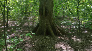 Инженера в Коми обвинили в незаконной вырубке леса после аварии на скважине