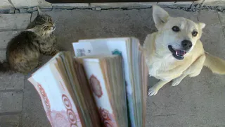 Домашние питомцы помогают планировать семейный бюджет