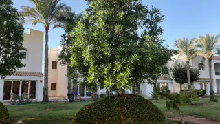 Избегать контакта с обезьянами, пить бутилированную воду