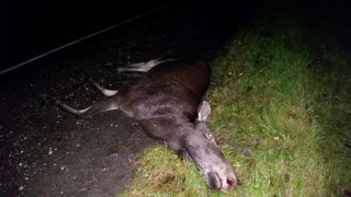 На трассе Рязань-Шацк сбили лося