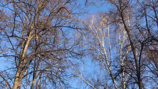 Рязанцы, держите шапки крепче: в МЧС предупредили о сильном ветре