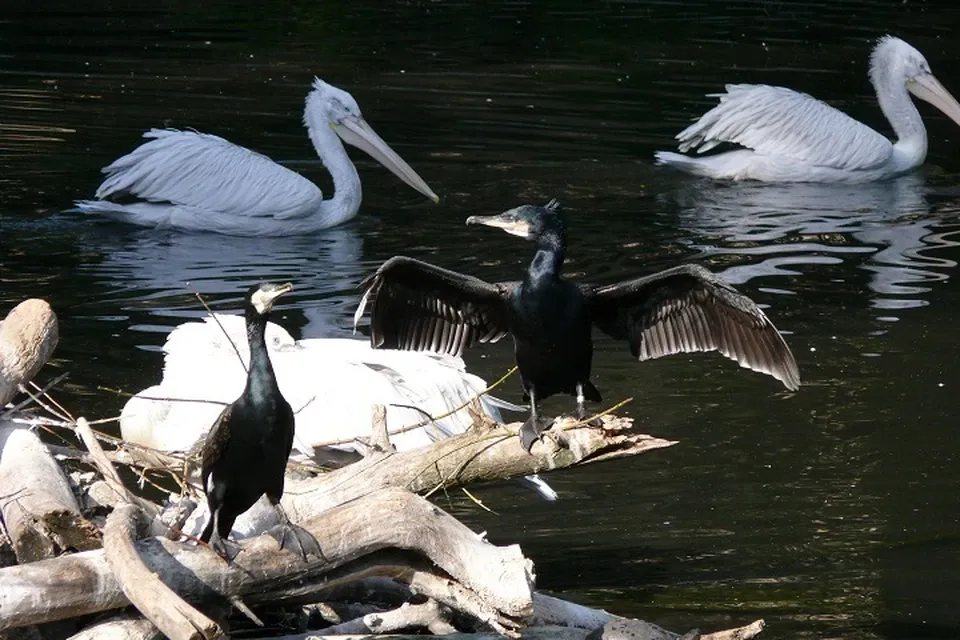 Природа Татарстана под угрозой: бакланы уничтожают рыбу в прудах