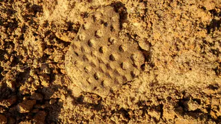 Археологи нашли в Канищеве фрагмент сосуда возрастом 6-7 тысяч лет