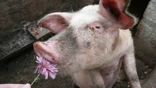 В Рязани продавали свинину прямо из грязной "ГАЗели" 