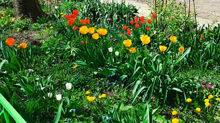 Невероятно красивый многолетник с необычным и богатым цветением: в саду появится пушистое красное облачко