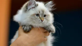 Юрист: За детей-живодеров будут отвечать родители