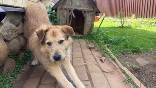 "Не травите этим собак": в Роскачестве озвучили самые худшие марки корма для питомцев