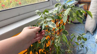 Для объемности фикусу Бенджамина — обязательно: 2 горсти в кастрюлю — и листопада не будет, листья зеленее крокодила 