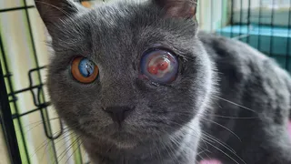 Приют в Коми примет 7 кошек у скончавшегося при взрыве баллона хозяина