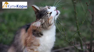 Чем кормить своего кота? Специалисты рекомендуют отечественные корма