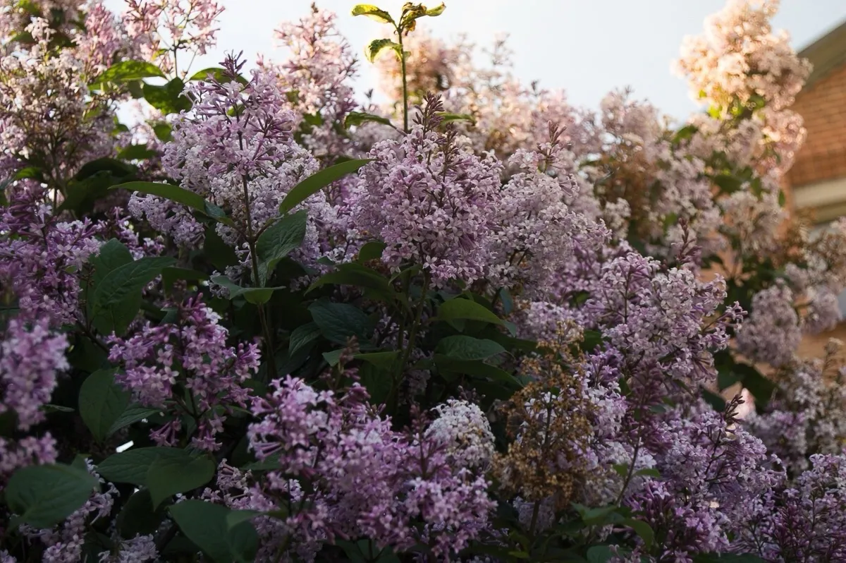 Аномальная жара в Челябинской области: конец мая удивит летними температурами