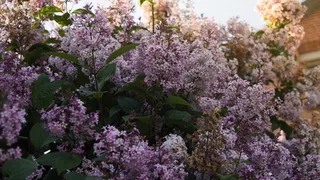 Аномальная жара в Челябинской области: конец мая удивит летними температурами