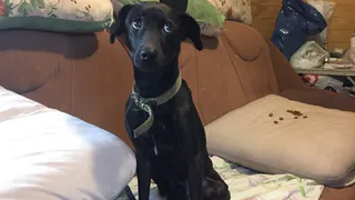 "Собака не нужна, заберите": хозяин бросил привязанного пса, оставив записку