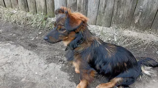 В Чувашии приняли закон, допускающий эвтаназию бездомных животных