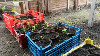 Две простые рассадные хитрости: дешёво, а рассада крепнет на глазах — проверенные приёмы для любого огорода