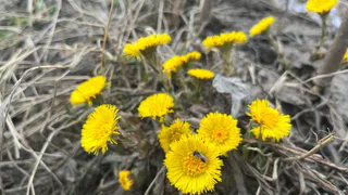 В Челябинской области потеплеет до +19 градусов: синоптики рассказали о погоде на 28 марта